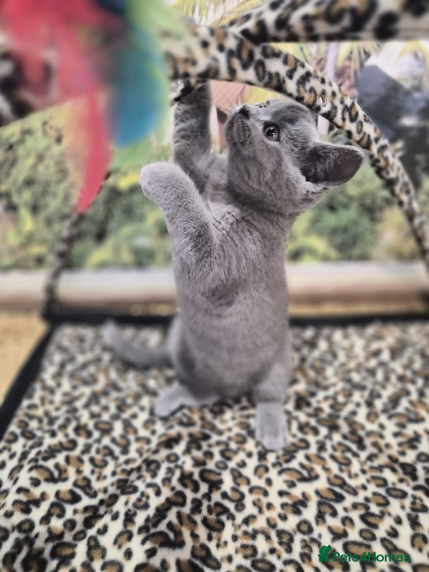 British Shorthair cats READY NOW! Adorable British shorthair kittens  😻 - Advert 2