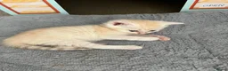 Mixed Breed cats for sale: 4 Adorable male kittens - Advert 8