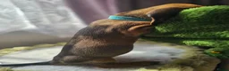 Dachshund dogs for sale: Miniture Dashshunds READY TO RESERVE - Advert 22