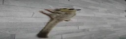 Sugar Glider rodents for sale: Creamino het leu baby boy - Advert 7