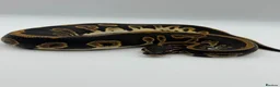 Python Snake reptiles for sale: Baby Royal Python - Advert 2