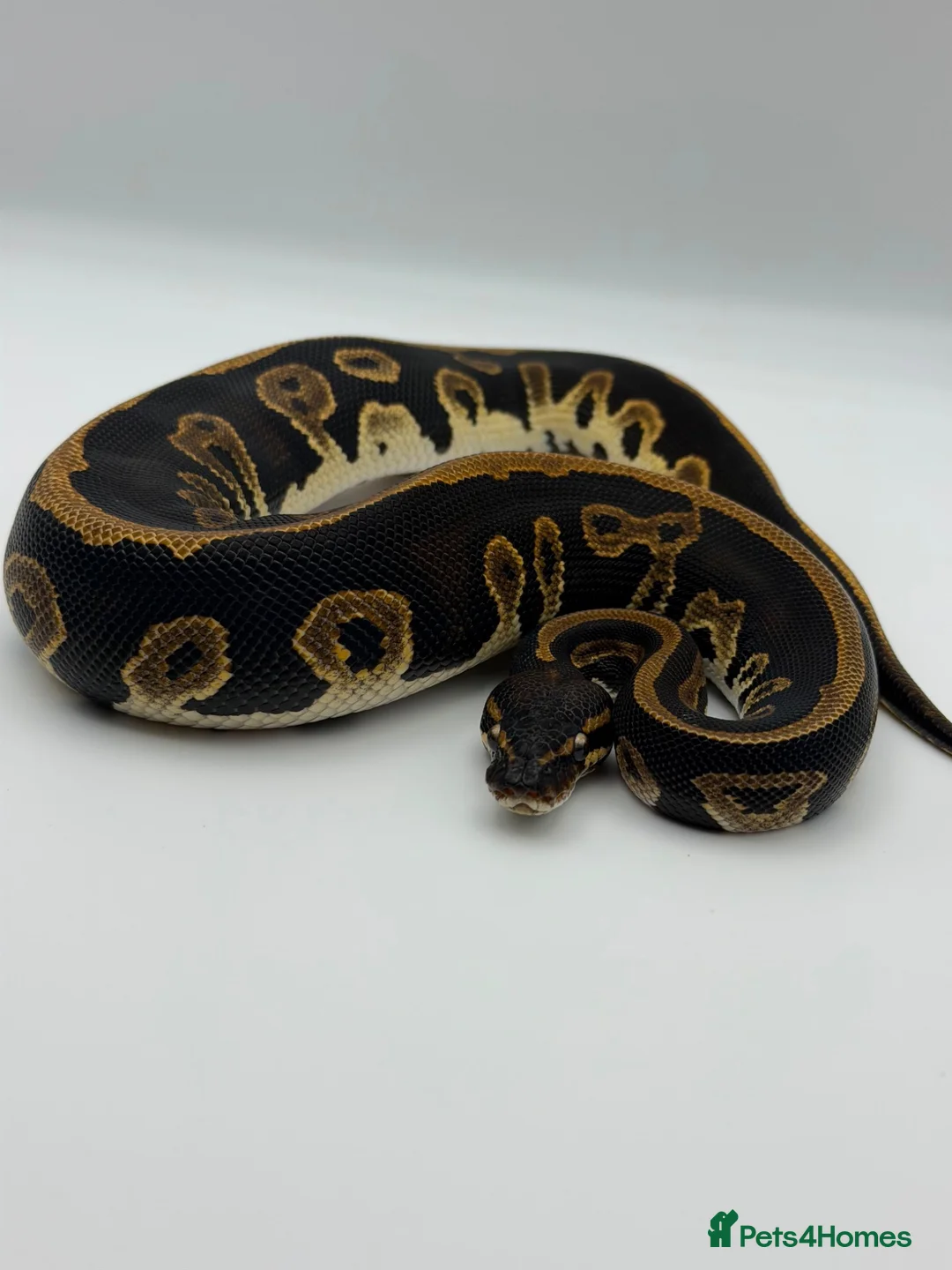 Python Snake reptiles for sale: Baby Royal Python - Advert 2