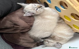 Mixed Breed cats for sale: Friendly kitten for sale - Image 5