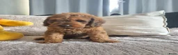 Saint Berdoodle dogs for sale: F1B SAINT BERNADOODLE - Advert 14