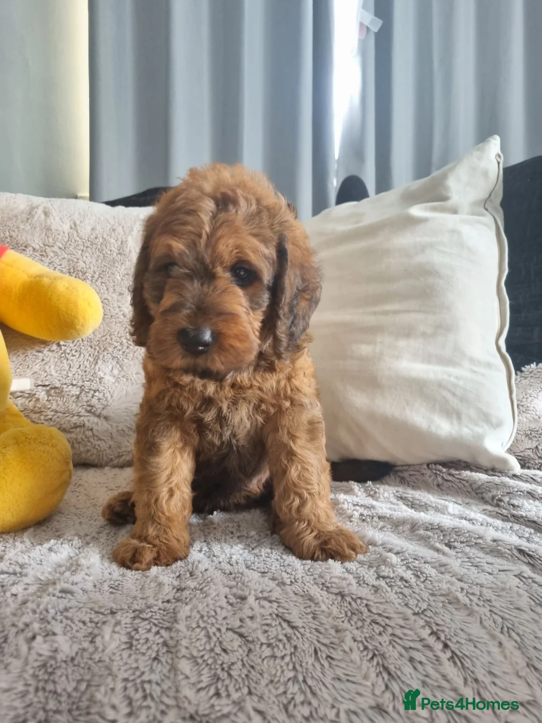 Saint Berdoodle dogs for sale: F1B SAINT BERNADOODLE - Advert 14