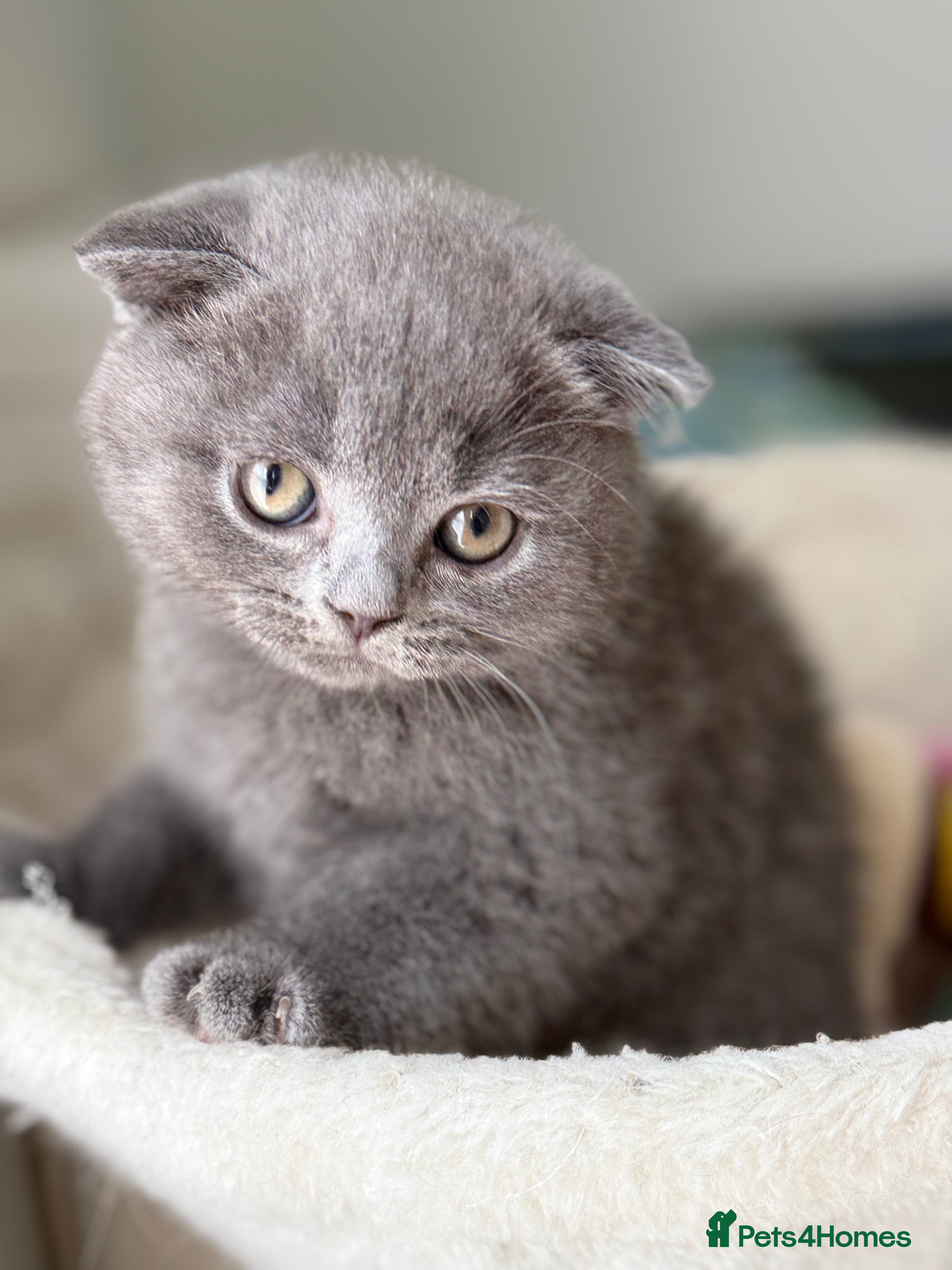 Scottish Fold cats 5 Beautiful Scottish Fold & straight Kittens - Advert 1