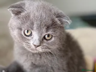 Scottish Fold cats Scottish Fold & straight Kittens PRICE -NEGOTIABLE - Advert 15