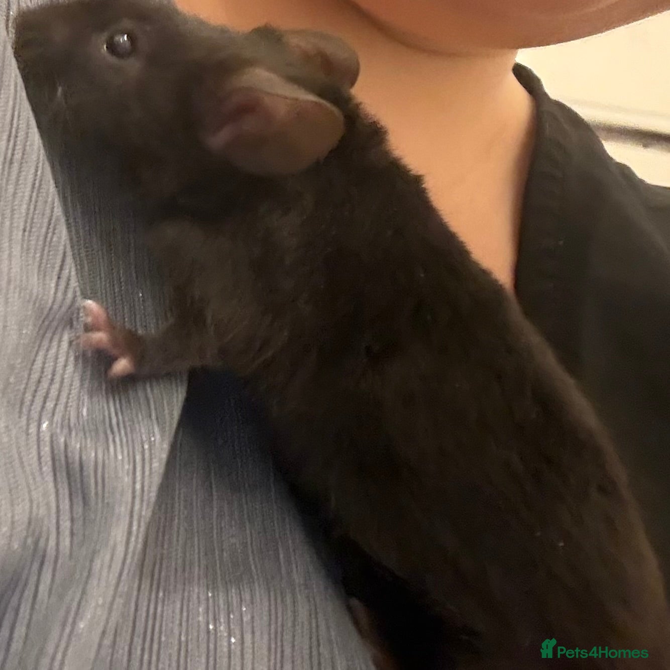 Mouse rodents Fancy mice  - Advert 1