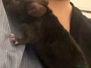 Mouse rodents Fancy mice - Advert 2