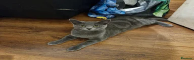 British Shorthair 1