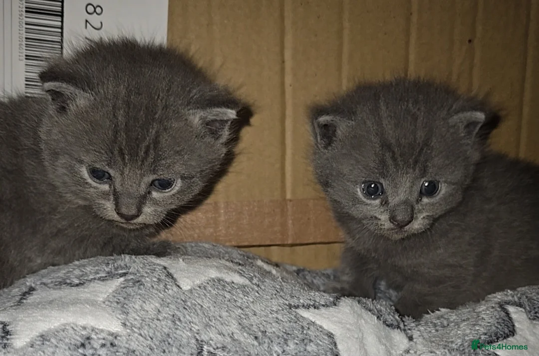 Mixed Breed cats for sale: British Short-hair cross babies 🐾 in Saint Austell - Advert 4