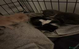 British Shorthair cats for sale: 4 beautiful kittens  - Image 3