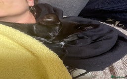 Mixed Breed cats for sale: siamese x siberian tuxedo kittens - Advert 19