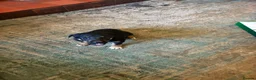 Border Collie dogs for sale: Adorable border collie puppies  - Advert 1