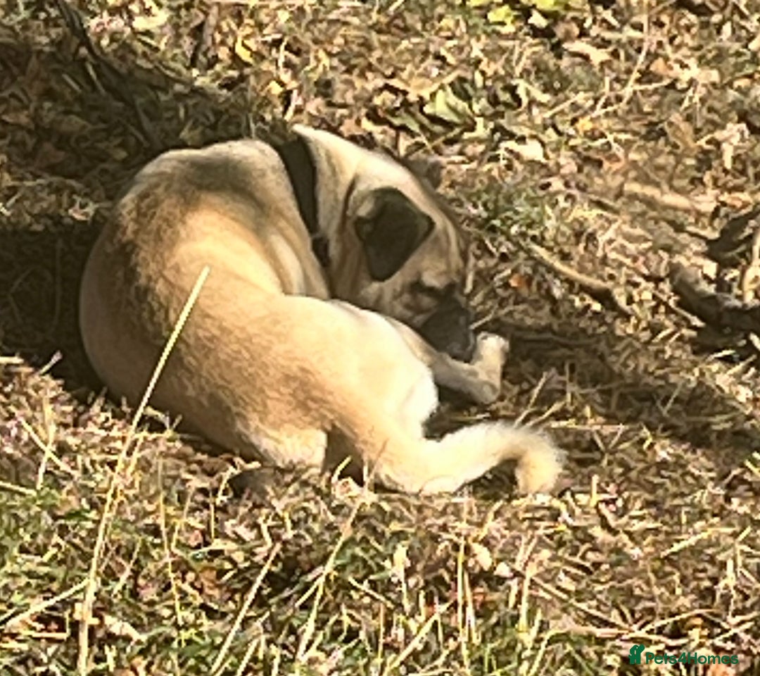 Jug dogs for sale: Pug for sale  - Advert 5