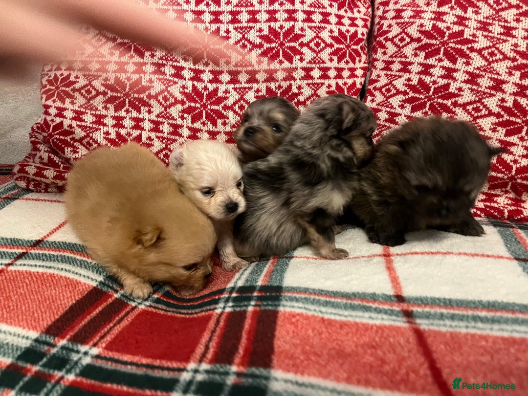 Pomeranian dogs for sale: Stunning Pomeranian puppys - Advert 20