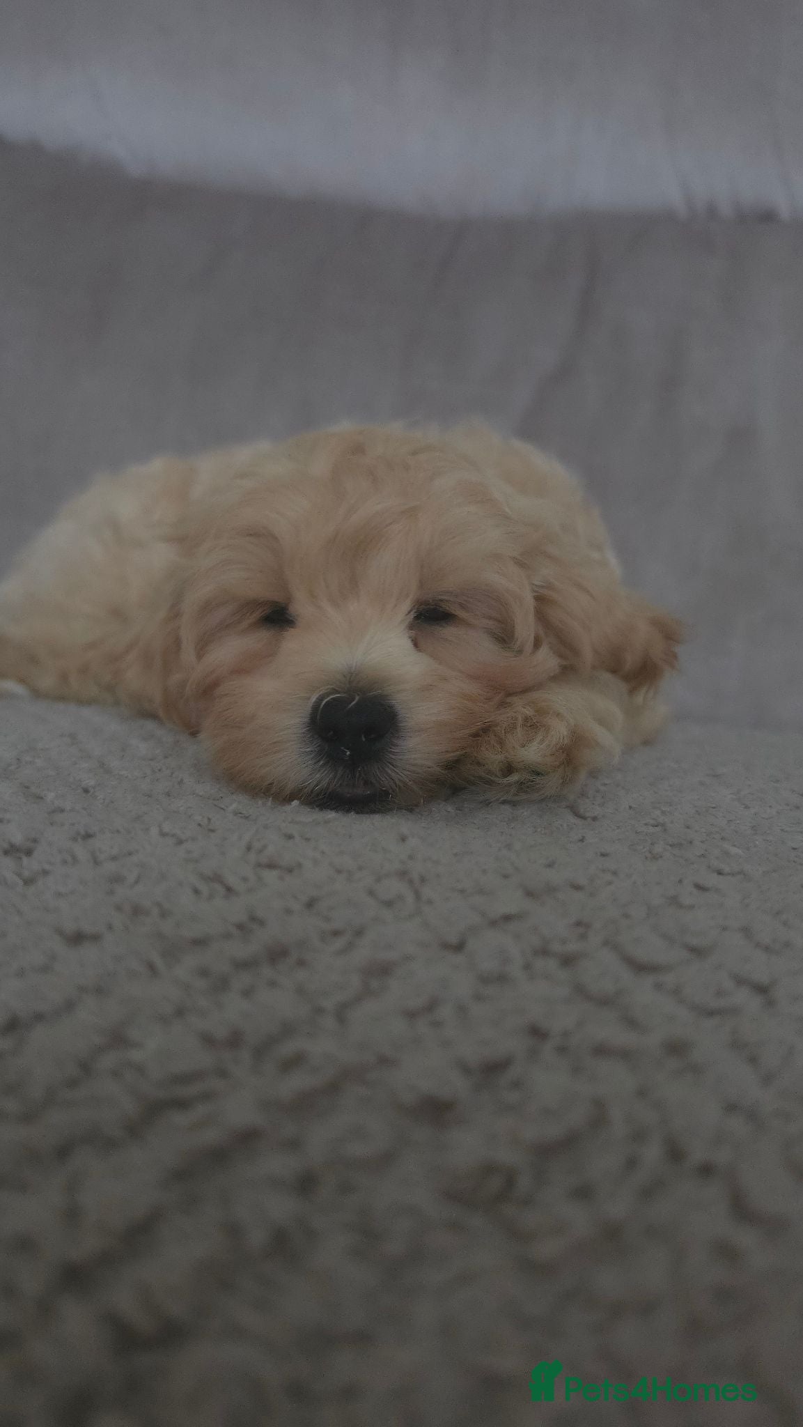 Maltipoo dogs Maltipoo Male Puppies - Advert 2