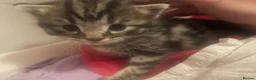 Domestic Shorthair cats for sale: Beautiful fluffy Tabby kitten available  - Advert 4