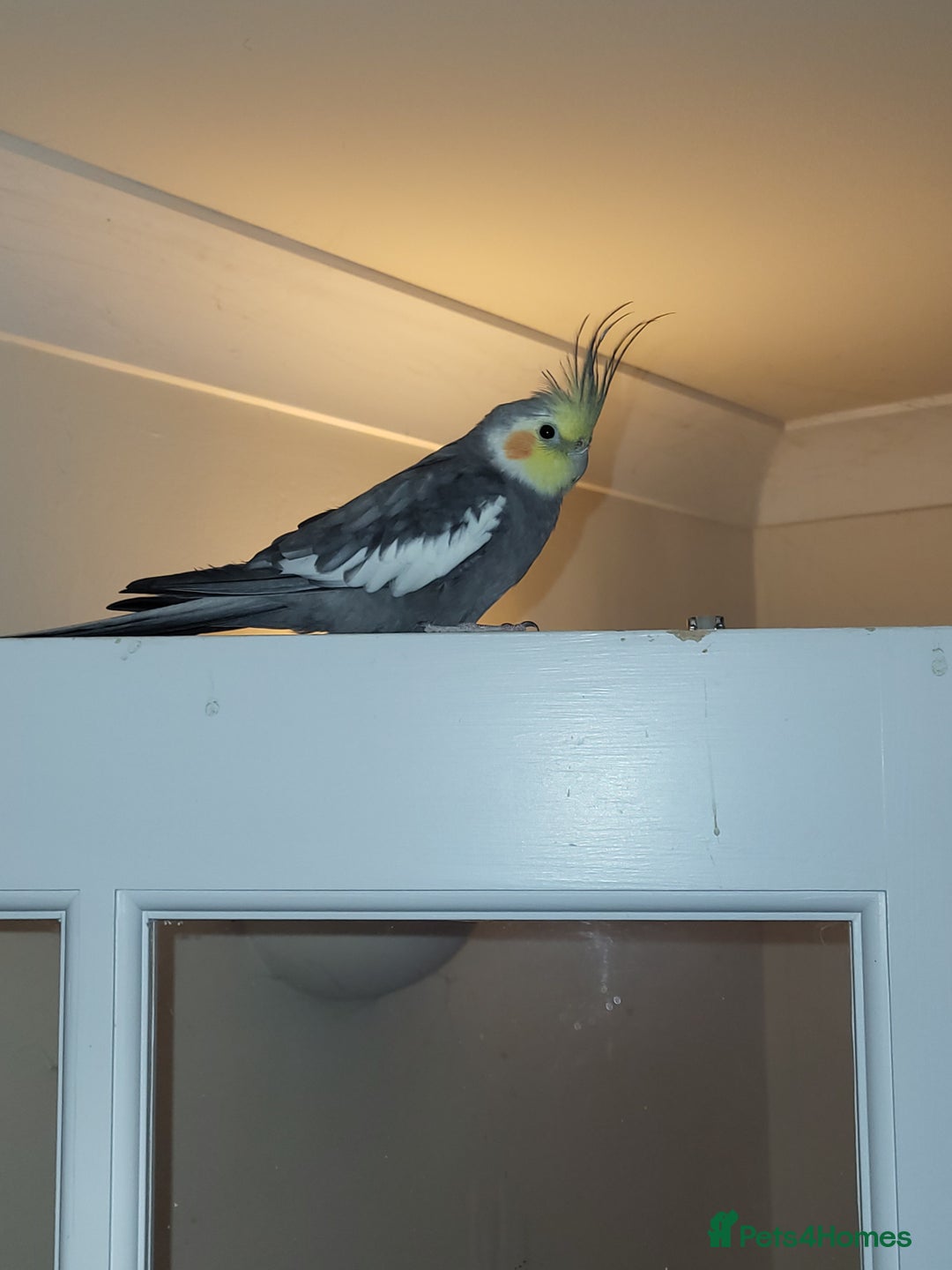 Cockatiels birds for sale: Lovely male looking for a home. - Advert 2