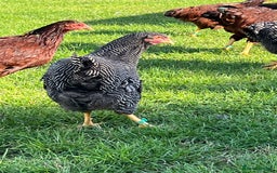 Chickens poultry for sale: Barred Plymouth Rock pure breed - Image 4