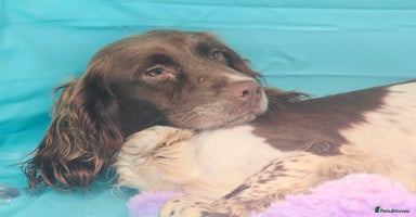 English Springer Spaniel dogs - Advert 7