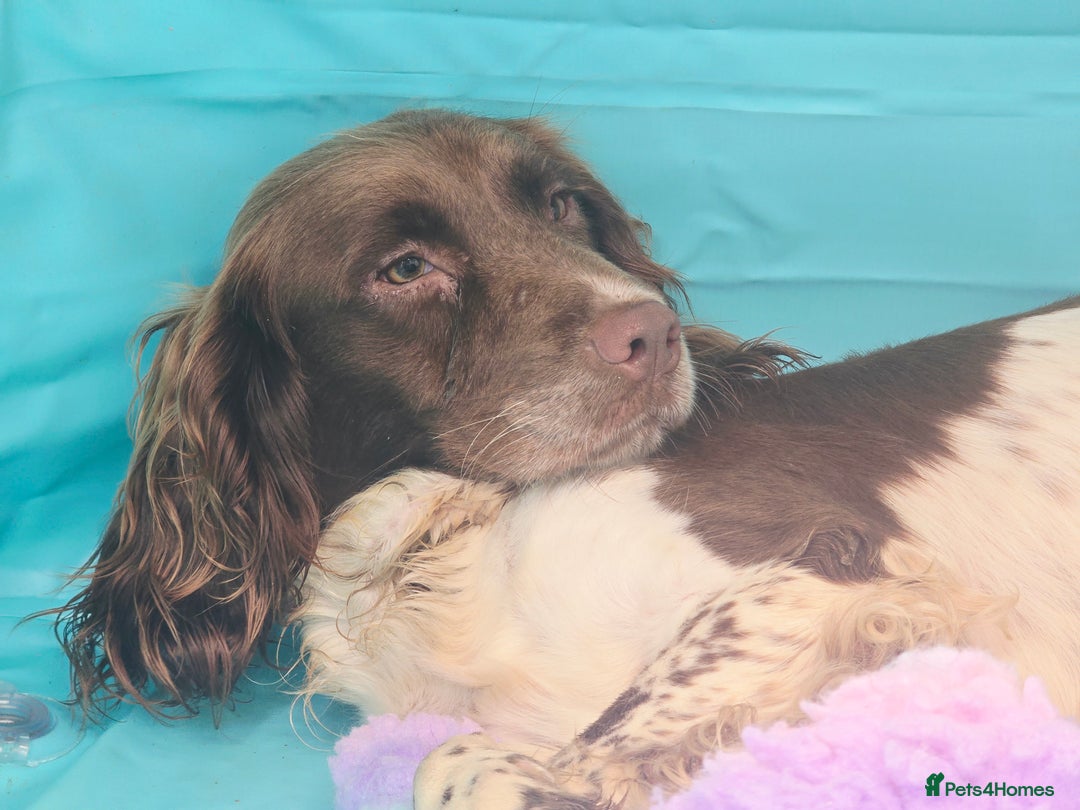 English Springer Spaniel dogs for sale: KC Health Tested Pups ready Nov 25 - Image 5