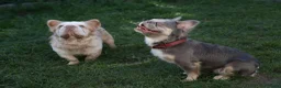 French Bulldog dogs for sale: FLUFFY FRENCHY:ISABELLA/LILAC/PLATINUM-KC&DNA CERT - Advert 3