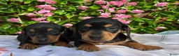 Miniature Dachshund dogs for sale: BEAUTIFUL PETIT LITTER OF MINI KC REG PRA CLEAR - Advert 4
