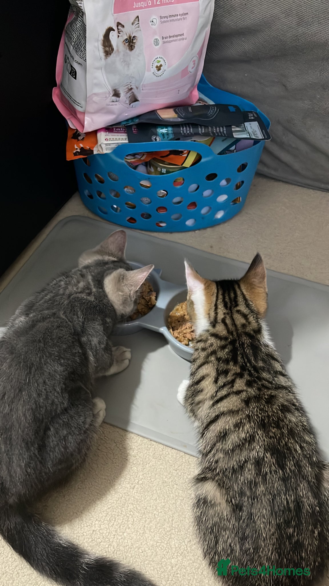 British Shorthair cats Beautiful pair of bonded kittens!  - Advert 13