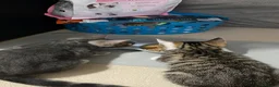 British Shorthair cats for sale: Beautiful pair of bonded kittens!  in Waltham Cross - Advert 1