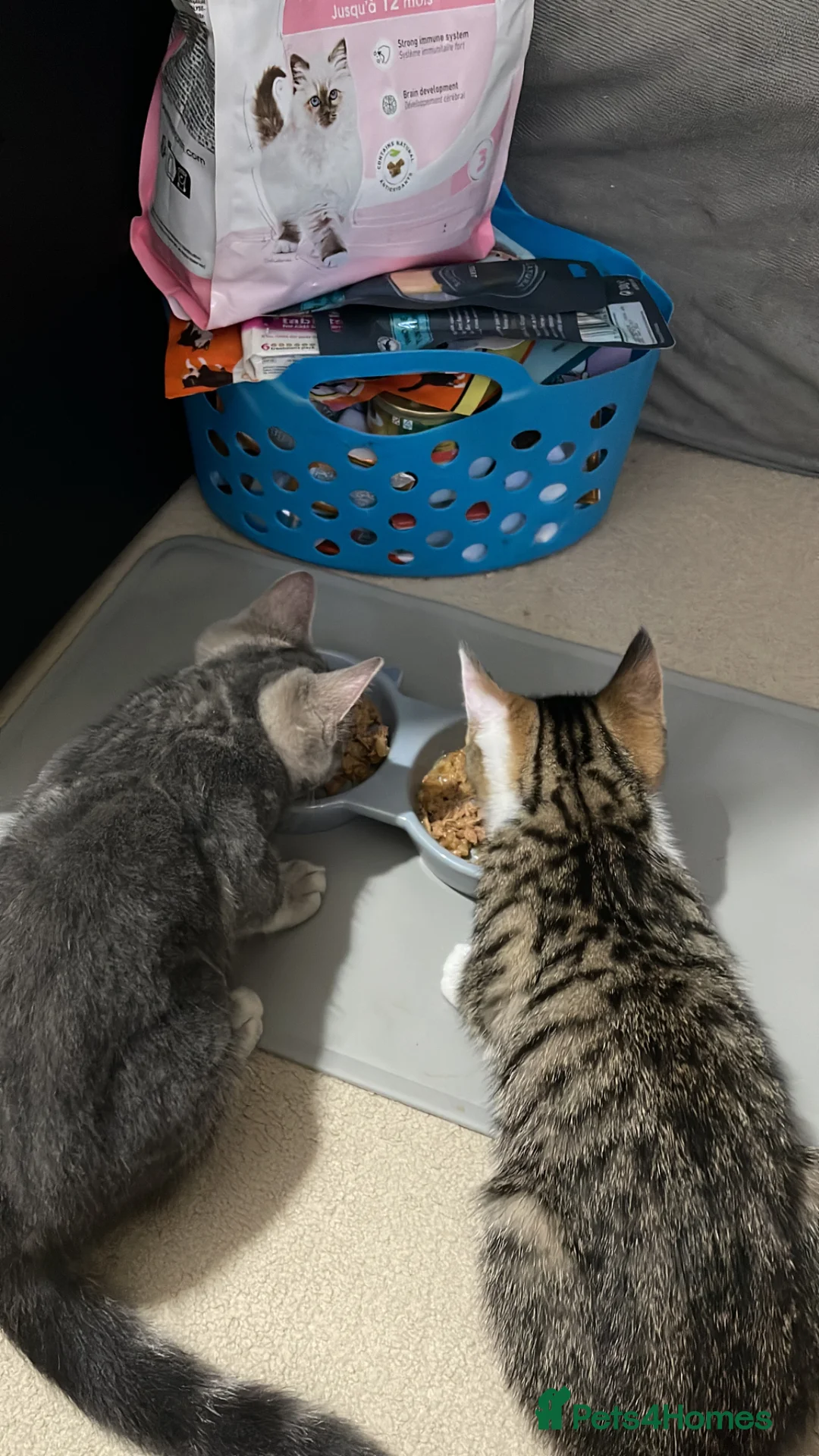 British Shorthair cats for sale: Beautiful pair of bonded kittens!  in Waltham Cross - Advert 1