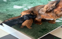 Cockapoo dogs for sale: F1 cockapoo puppies PRA TESTED - Image 24