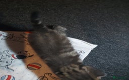 Mixed Breed cats for sale: 4 beautiful kittens - Image 16