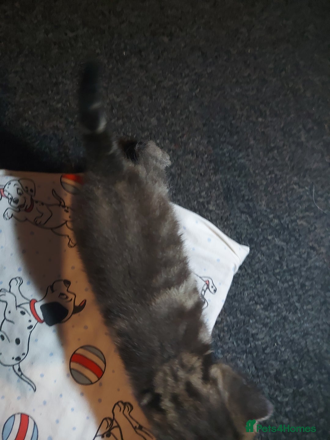 Mixed Breed cats for sale: 4 beautiful kittens - Image 16