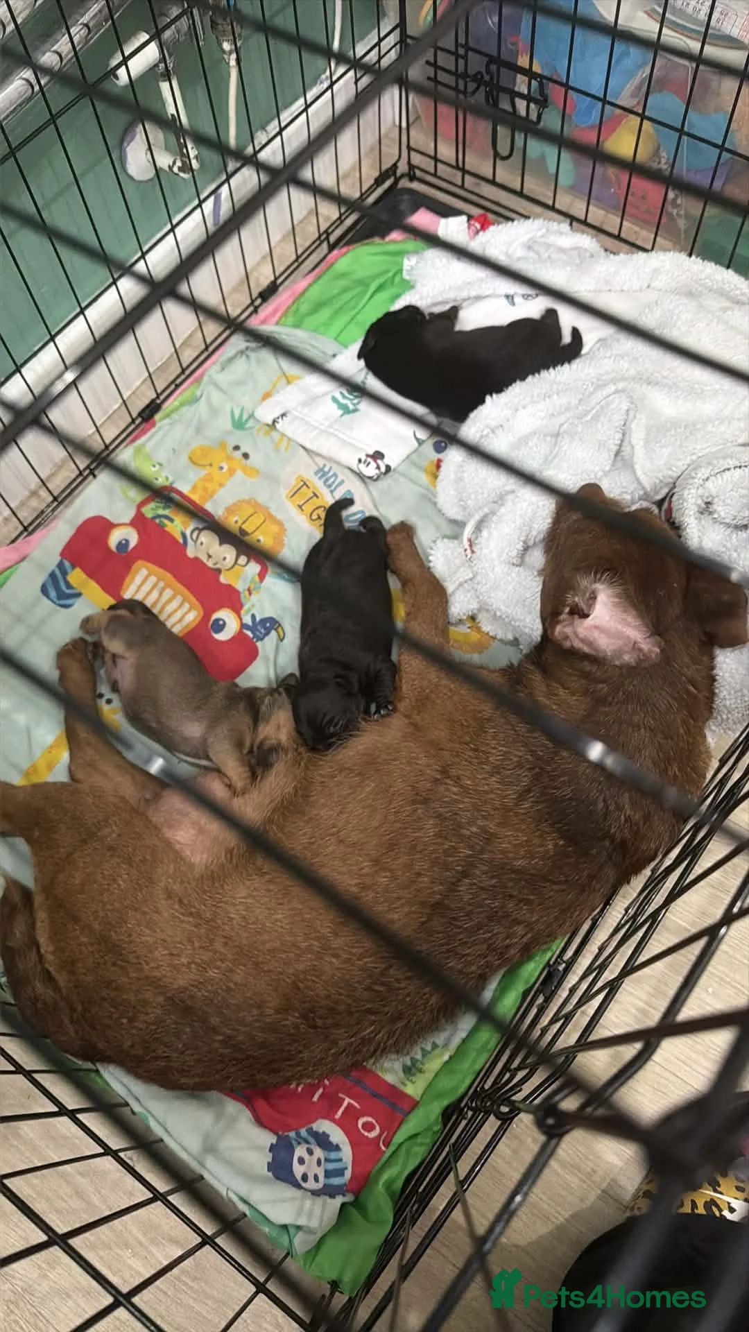 Patterjack dogs for sale: Patterjack terriers  - Advert 2