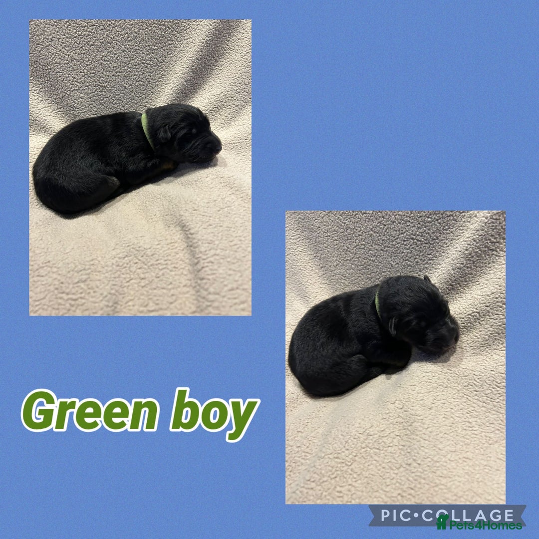 German Shepherd dogs for sale: German shepard puppys - Advert 9