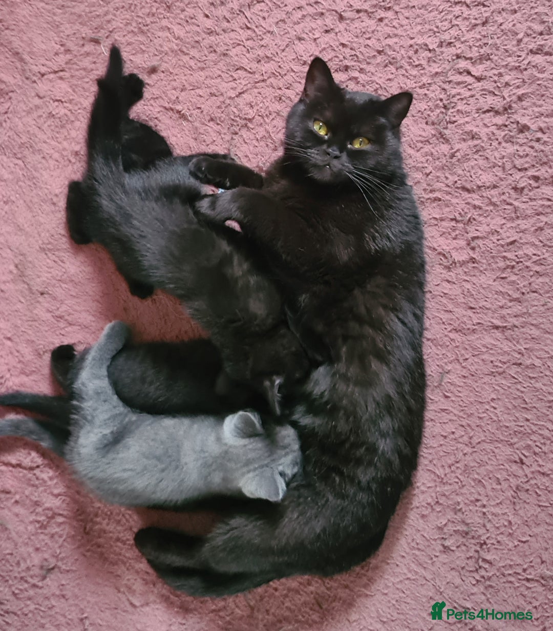 British Shorthair cats for sale: British shorthair black and blue kittens - Advert 6