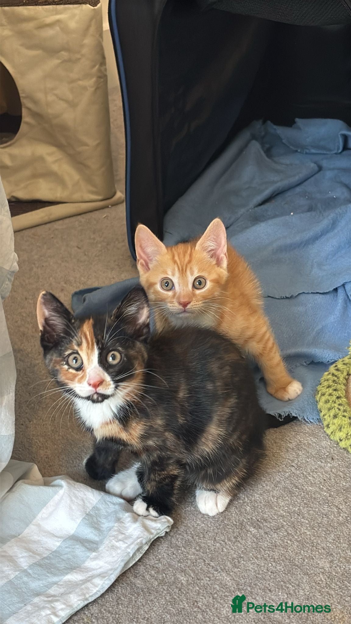 Mixed Breed cats for sale: Healthy kittens for sale  - Advert 15