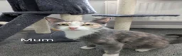 Mixed Breed cats for sale: Kittens for sale  - Advert 9