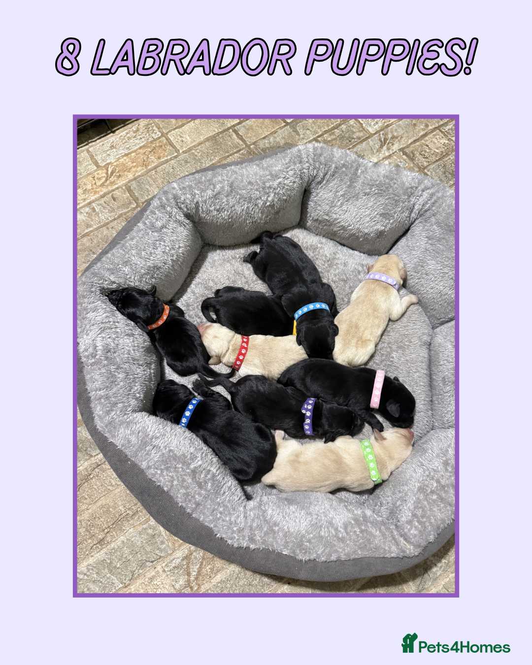 Labrador Retriever dogs KC Registered Black & Gold Labrador Puppies ⭐️ - Advert 15
