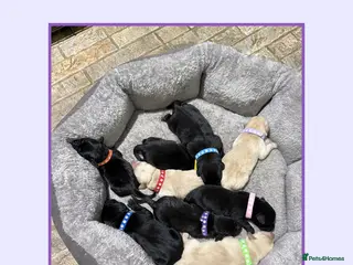 Labrador Retriever dogs KC Registered Black & Gold Labrador Puppies ⭐️ - Advert 15