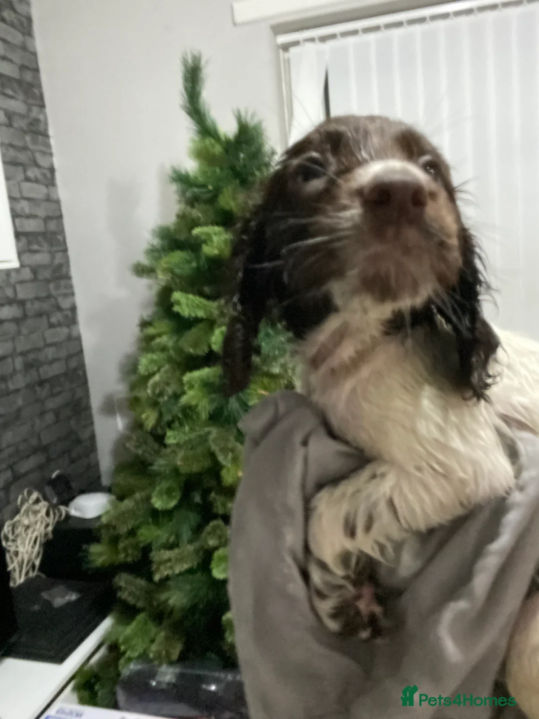 Sprocker dogs for sale: Beautiful Sprocker Puppies Ready 30th December - Advert 17
