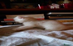British Shorthair cats for sale: British Short Hair BSH kittens - Image 4