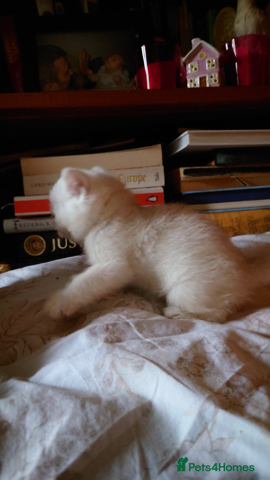 British Shorthair cats for sale: British Short Hair BSH kittens - Image 4