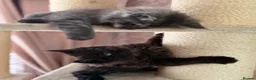 Maine Coon cats for sale: Tica registered black smoked male Maine coon - Advert 34
