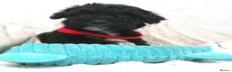 Jackapoo dogs for sale: 7 Beautiful Jackapoo puppies  - Advert 13