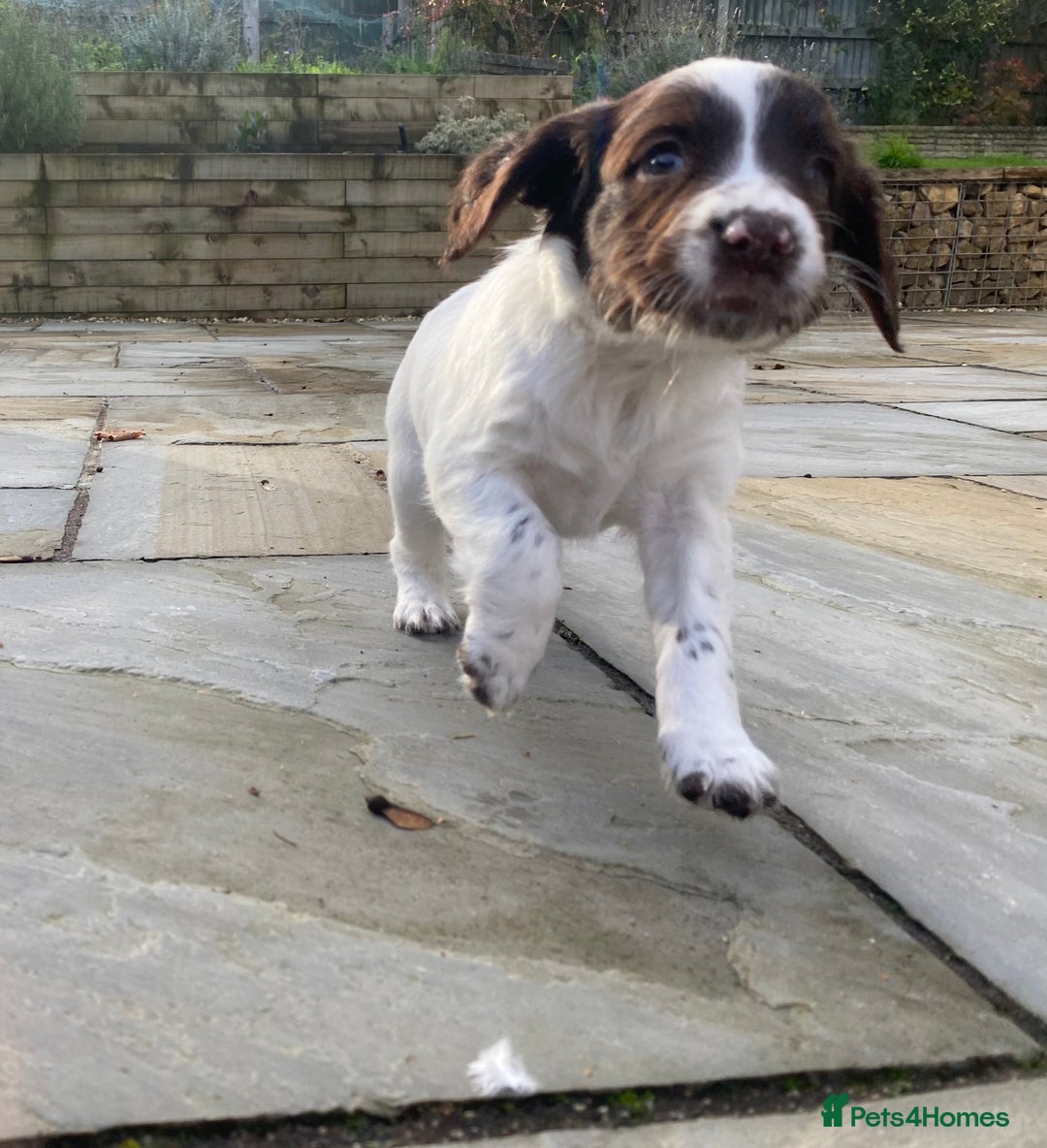 English Springer Spaniel dogs for sale: KC Registered English Springer Spaniel Female Pups - Advert 15