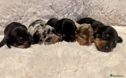 Miniature Dachshund dogs for sale: Short Haired Miniature Dachshunds - Image 18