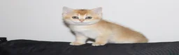 British Shorthair cats for sale: TICA pedigree pure breed golden kittens - Advert 14