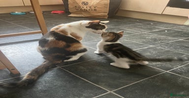Mixed Breed cats - Advert 6